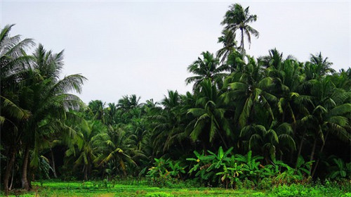 跟腱钙化是什么意思（跟腱钙化怎么治疗方法）